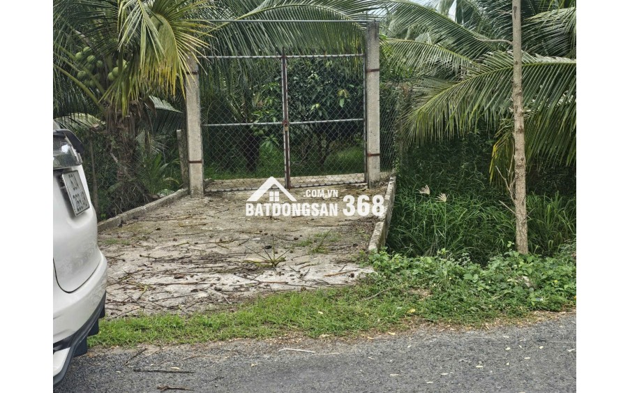 BÁN ĐẤT VƯỜN DỪA